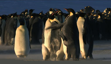 پنگوئن امپراتور, پنگوئن,عکس پنگوئن