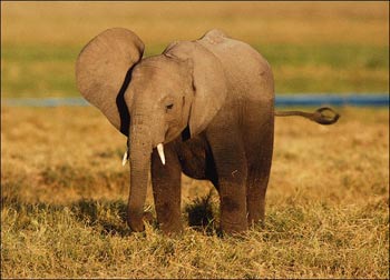 بزرگ ترین پستاندار,فیل,فـیل بزرگ تـرین پستاندار خشکی,گونه های مختلف فیل