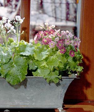 گیاهان خانگی معطر,گیاهان آپارتمانی,انواع گل یاسمن