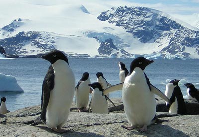 پنگوئن,دلیل پرواز نکردن پنگوئن‌ها