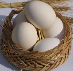 تخم مرغ گیاهی,خواص تخم مرغ,تخم مرغ مصنوعی