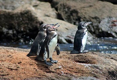 پنگوئن,انواع پنگوئن