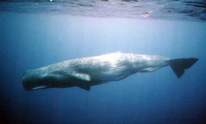 نهنگ عنبر,چگونگی تنفس نهنگ در زیر آب