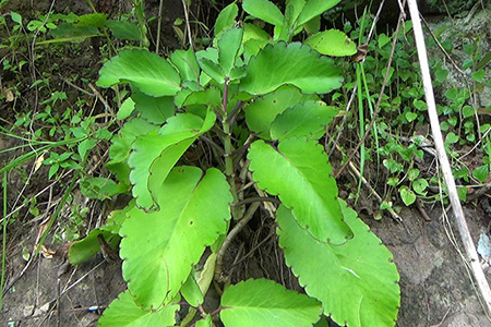 گیاه کالانکوا,گل کانولا