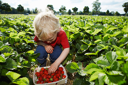 کاشت اصولی توت فرنگی,احتیاط در چیدن توت فرنگی,مزارع توت فرنگی