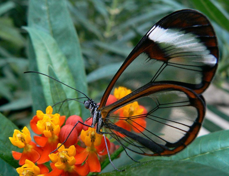 جالب ترین حشرات دنیا,حشرات جالب و زیبا