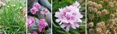 [تصویر:  introducing1-armeria-flowers2.jpg]