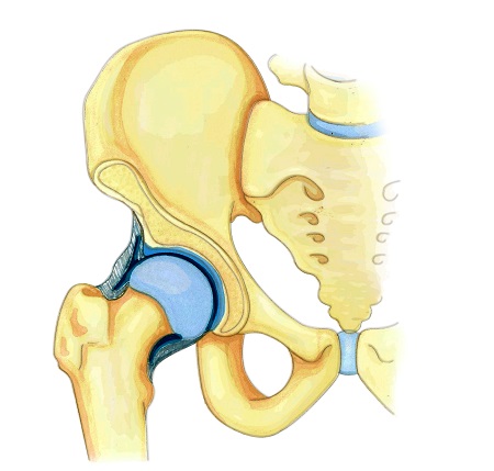 عکس مفاصل بدن,مفصل چیست,مفصل گوی و کاسه ای