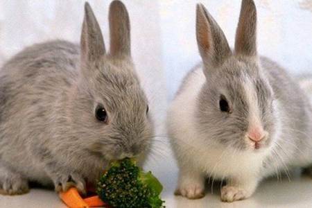 خرگوش مینیاتوری,خرگوش خانگی
