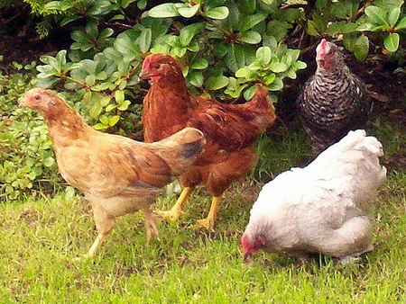 نگهداری از مرغ و خروس,روش پرورش مرغ