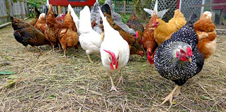 راهنمای نگهداری از مرغ و خروس, مهارت های نگهداری از مرغ و خروس