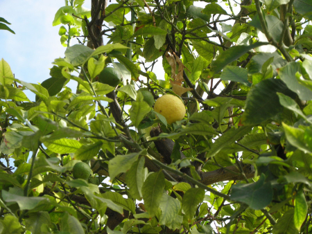 درخت لیمو