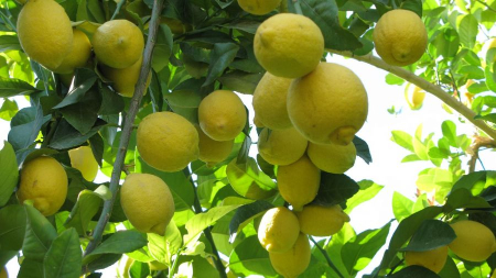 راه‌های مراقبت از  درخت لیمو