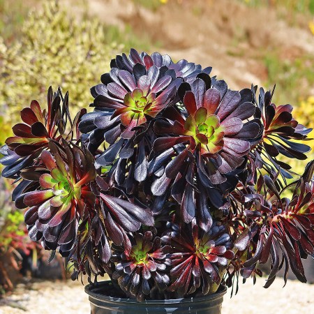 گل خورشیدی آپارتمانی
