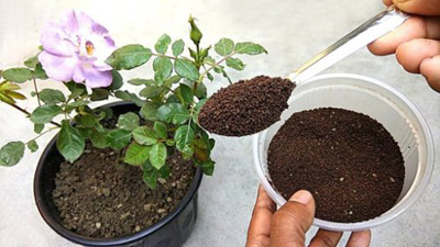 تقویت کننده خاک گیاهان, بهترین تقویت کننده خاک