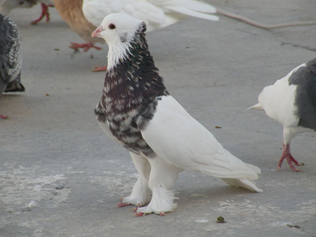 تقسيم بندی كبوتران, معرفی نژادهای کبوتر