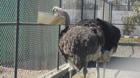 رعایت نکات بهداشتی در پرورش شتر مرغ