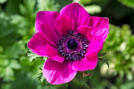 گل شقایق نعمانی,نام علمی گل شقایق,چند نوع گل شقایق وجود دارد