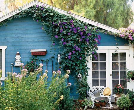  عکس های گل نیلوفر, گیاهشناسی گل نیلوفر