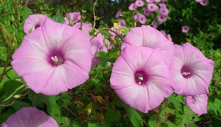  عکس های گل نیلوفر, گیاهشناسی گل نیلوفر