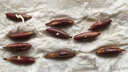 کاشت دانه خرما