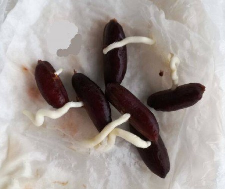 کاشت خرما