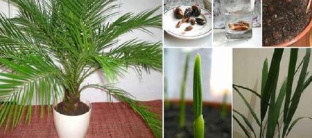 عکس کاشت هسته خرما