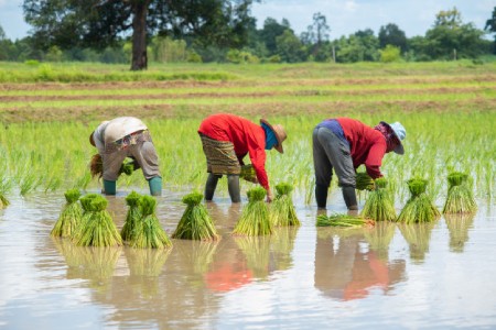 مراحل کاشت برنج,روش های مناسب کاشت برنج,فصل کاشت برنج