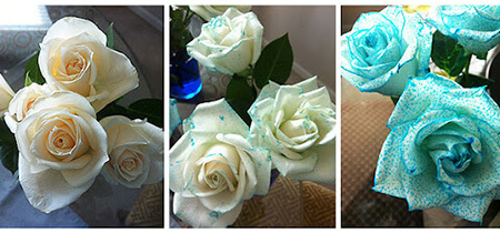 تکنیک های کاشت گل رز آبی, نحوه ی رنگ آمیزی گل رز آبی, طرز رنگ کردن گل رز آبی