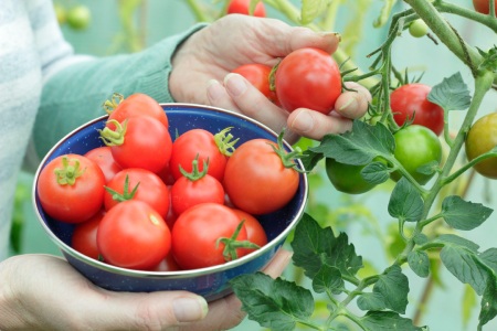 آبیاری گوجه فرنگی در باغچه