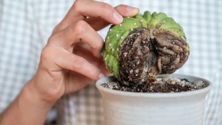 علت خراب شدن کاکتوس صخره ای