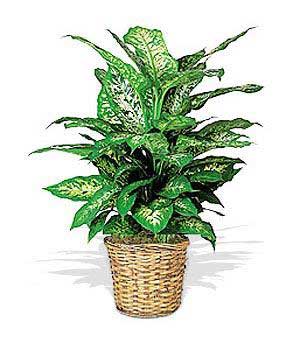 استفاده از سمی ترین گیاه