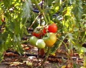 کاشت گلخانه ای گوجه, گوجه