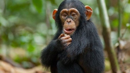 واکنش شامپانزه‌ها در هنگام مرگ عزیزان!