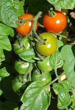 کاشت گلخانه ای گوجه فرنگی , روش کاشت گوجه فرنگی