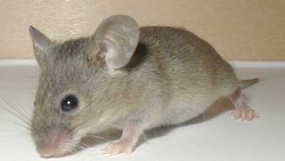 مقابله با موش های فاضلاب,درباره جوندگان