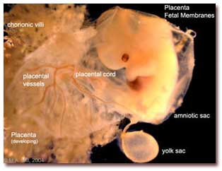 اهمیت پروتئین Ash۲۱ در رشد دوران جنینی