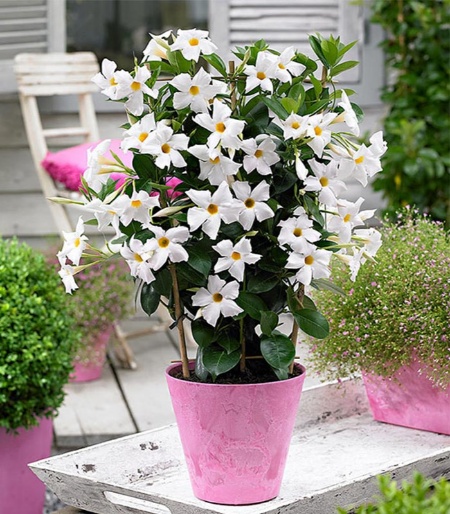 درختچه برای تراس