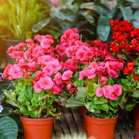 درخت برای بالکن