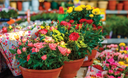 خرید درختچه برای تراس