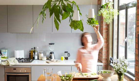گیاهانی برای آشپزخانه,آشنایی با گیاهانی برای آشپزخانه