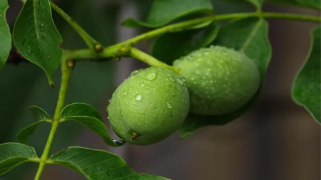 زمان سمپاشی برای آفات گردو, سمپاشی پیشگیرانه نهال گردو