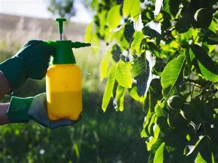 زمان سمپاشی برای آفات گردو, سمپاشی پیشگیرانه نهال گردو
