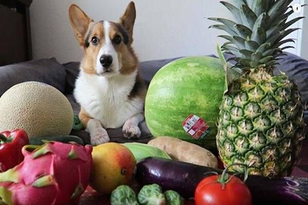 میوه به برای سگ خوب است, سیب برای سگ, سبزیجات مفید برای سگ