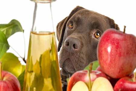 سیب برای سگ, سبزیجات مفید برای سگ, آلبالو برای سگ