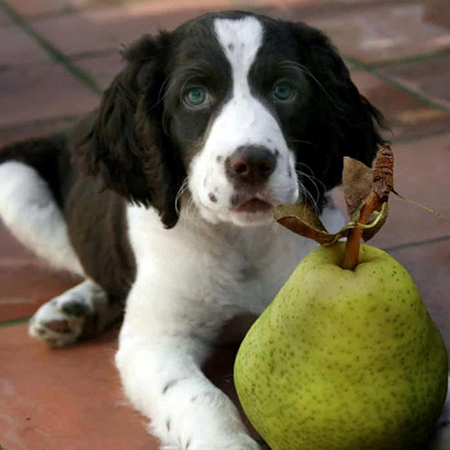  میوه های مناسب برای سگ ها, سگ ها چه میوه هایی بخورند, سگ ها چه میوه هایی بخورند