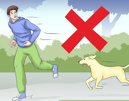 دفاع در برابر حمله سگ, راه جلوگیری از حمله سگ, حمله سگ ها به انسان