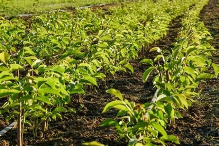 نحوه کاشت نهال گردو, انواع رقم گردو برای کاشت