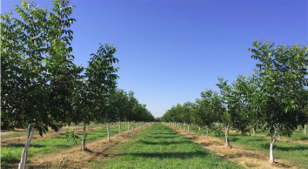 نحوه کاشت نهال گردو, انواع رقم گردو برای کاشت