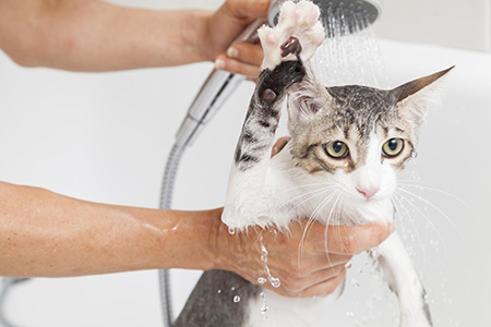 نحوه شستن بچه گربه, دمای آب برای شستن گربه, شستشوی گربه ها